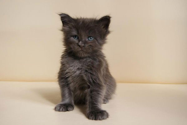 Владислав Михайлов