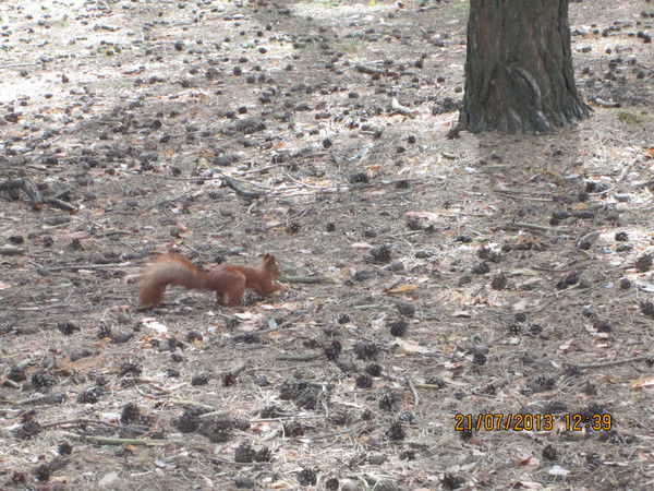 Николай Анатольеви