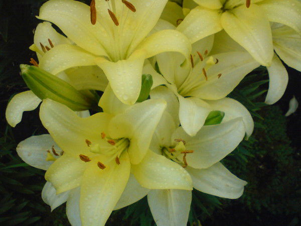 Мария Чубай