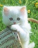 Жони Каппкара