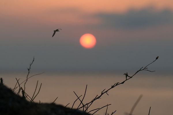 Владимир Корнеев