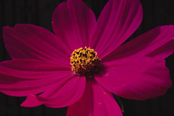 Ольга Бекетова