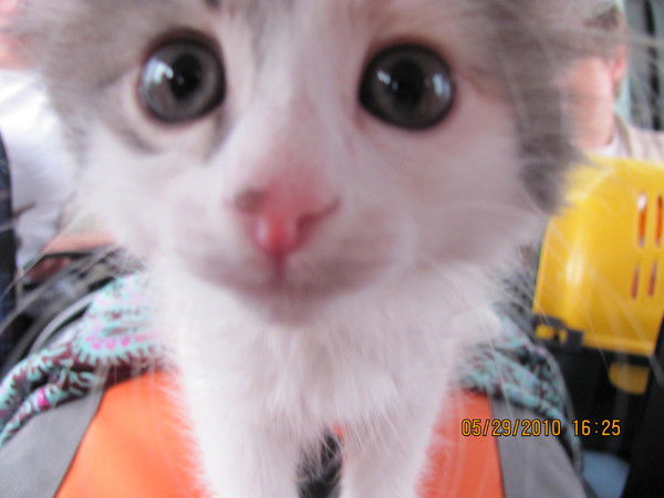 Ольга Кабичева