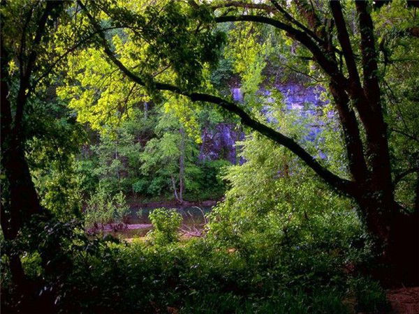 Веб-Студия "форест"