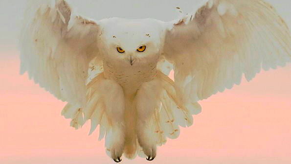 Сергей Неволин