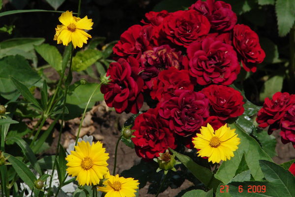 Елена Афанасьева