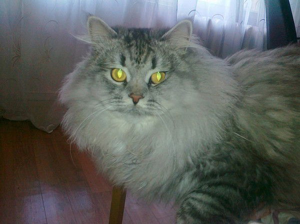 Шершнев Денис