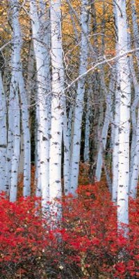 Берёза Белая