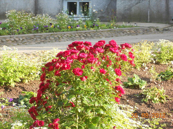 Светлана Петухова.