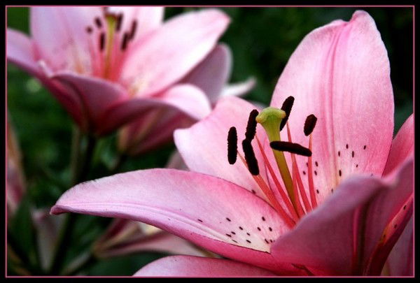 Лиля Саттарова