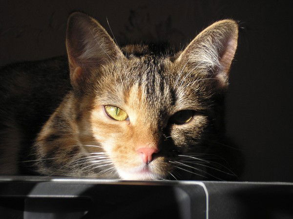 Игорь Сизов