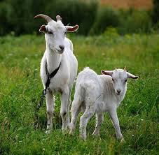 Орангай Вет.бекет Орангай