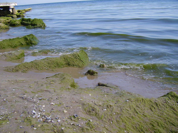 Ирина Швацкая