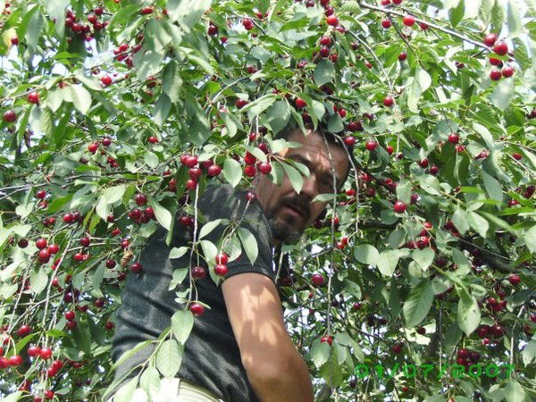 Николай Тихонов