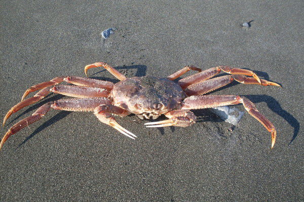 Вова Горелкин