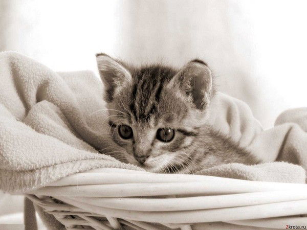 Маша Гущина