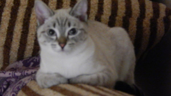 Алексей Хохлов