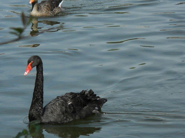 Надежда Мещерякова