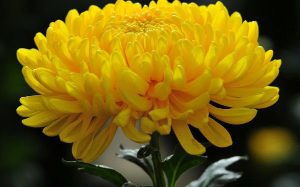 Ольга Прошина