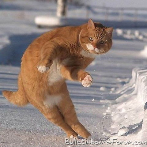 Владимр Николаев