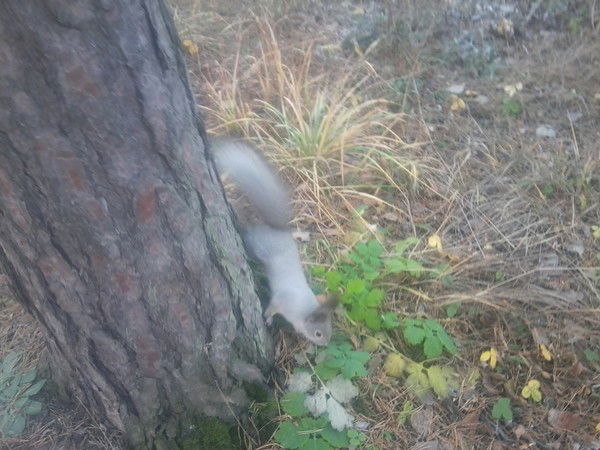 Татьяна Степанова