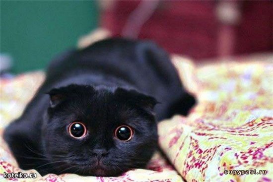 Елена Вавилова