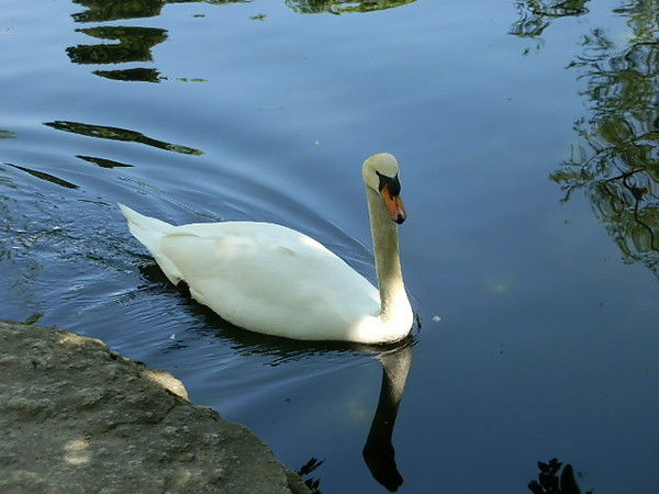 Елена Маврешко