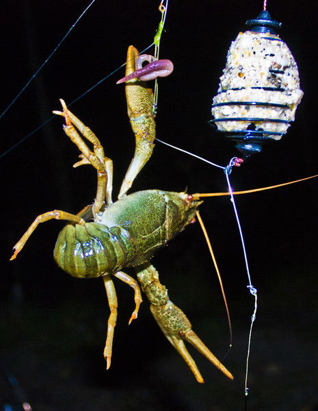 Роман Пилипишин