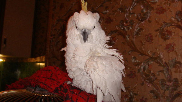 Владимир Крылов