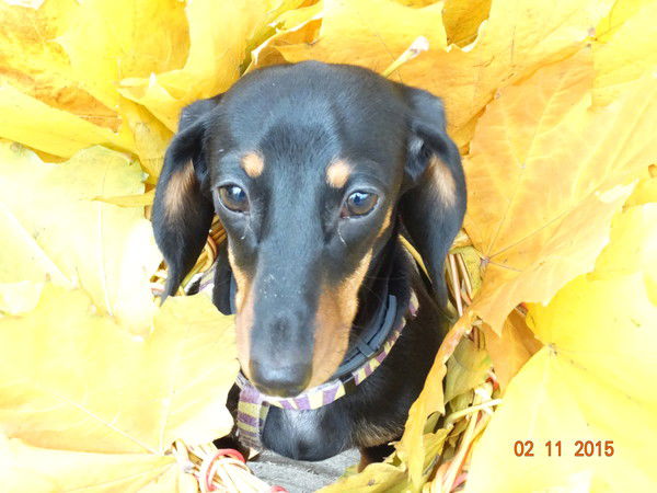 Елена Бурмистрова