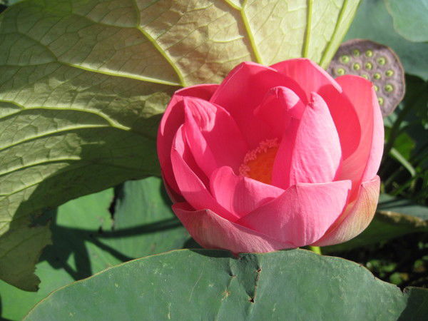 Ольга Фомина