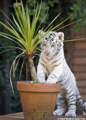 Марина Секова