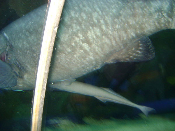 Жулдыз Баядылова