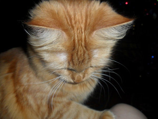 Настя Полярная