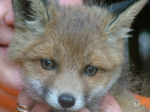 Иринка Александровна