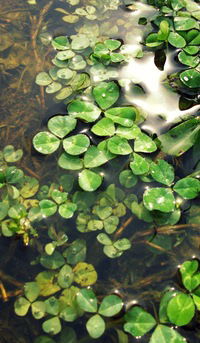 Валерия Голоднова