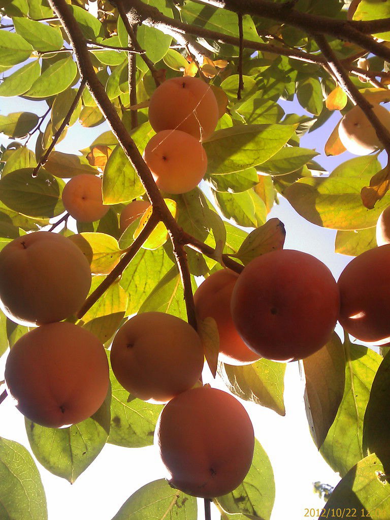 Зар Матьякубова