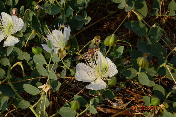 Оксана Гомля