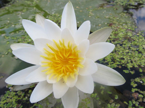 Евгений Попов