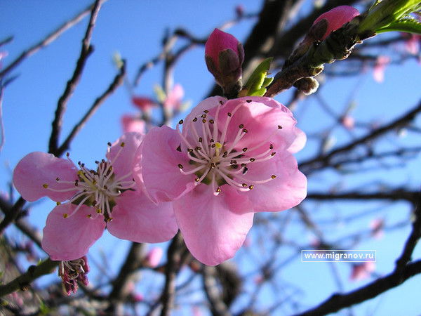 Аслия Курбонова