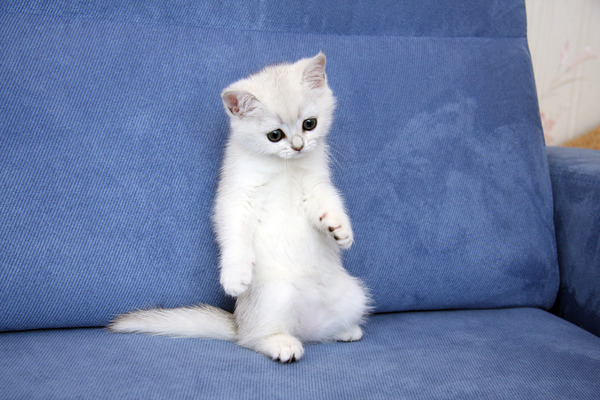 Елена Музыченко