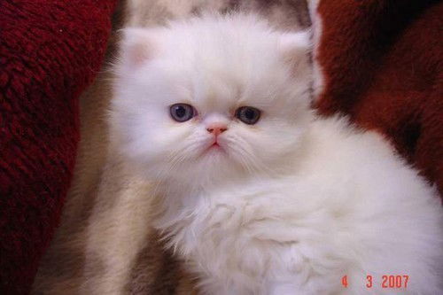 Татьяна Голенкова