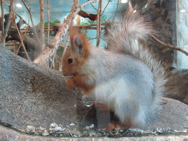 Елена Герасимова