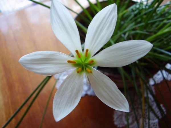 Шахзода Нурова