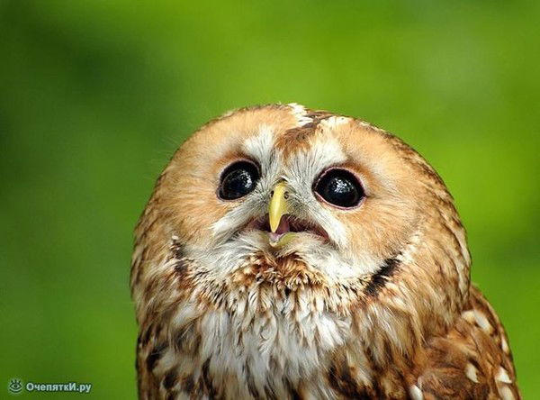 Галя Иванова