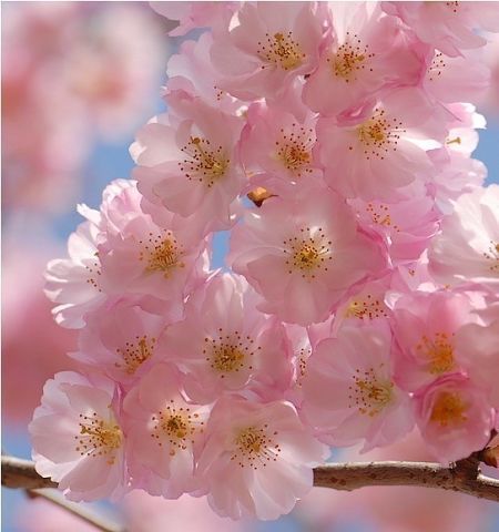 Меиз Жумажанова