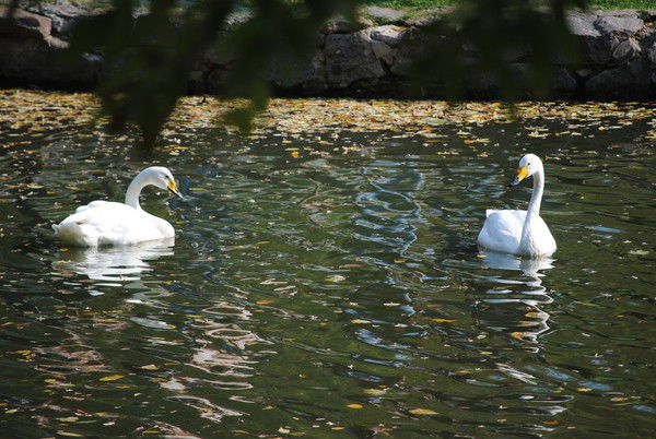 Ольга Ревенко