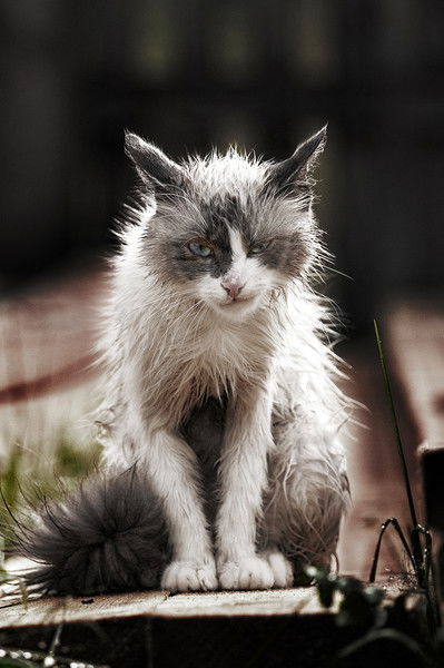 Владимир Будков