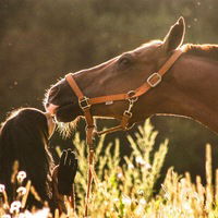 Катюшка Вербицкая