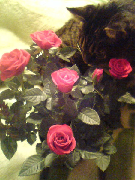 Киса Смирнова